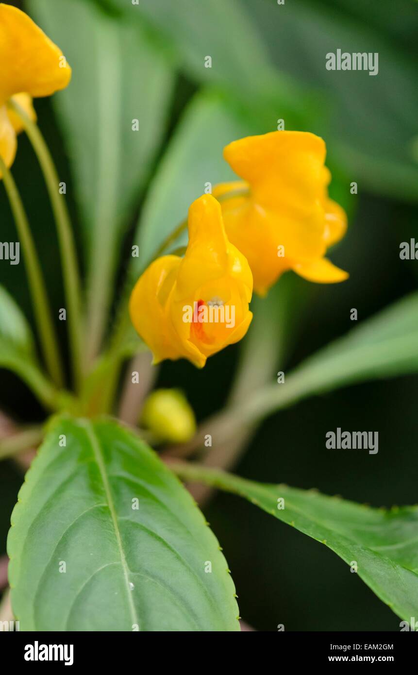 Balsam (Impatiens auricoma) Stock Photo