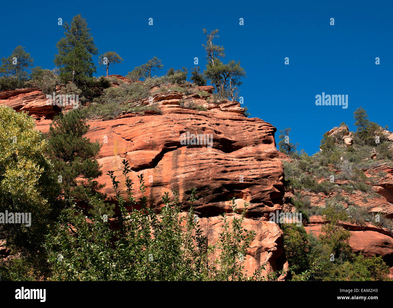 Vegetation grows over big red rocks in forest near Sedona Stock Photo ...