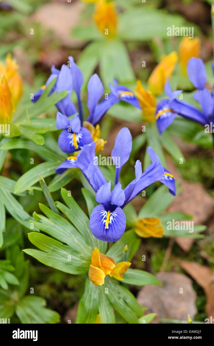Dwarf iris (Iris reticulata) and winter aconite (Eranthis hyemalis) Stock Photo