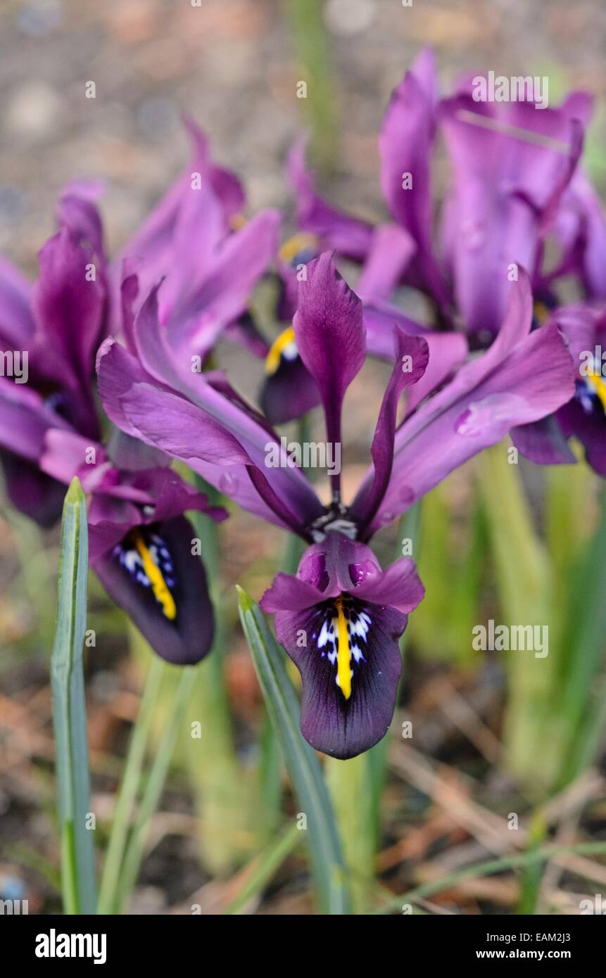Dwarf iris (Iris histrioides 'George') Stock Photo