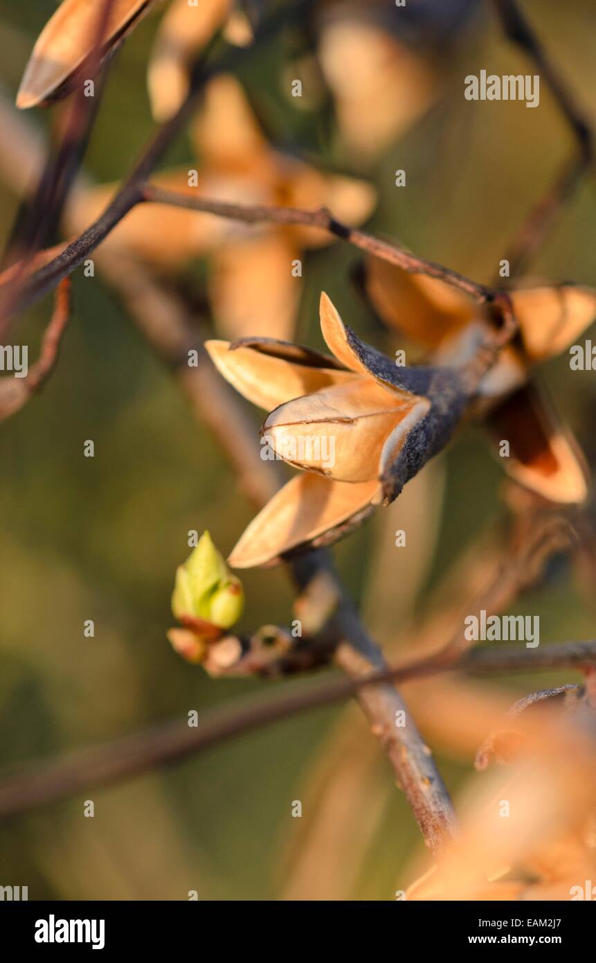 Chinese magnolia vine (Schisandra chinensis) Stock Photo