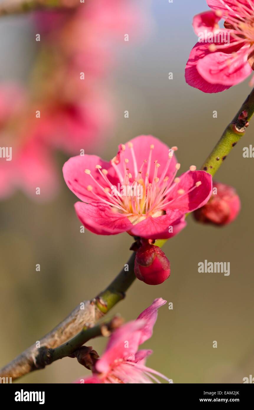 Japanese apricot (Prunus mume) Stock Photo