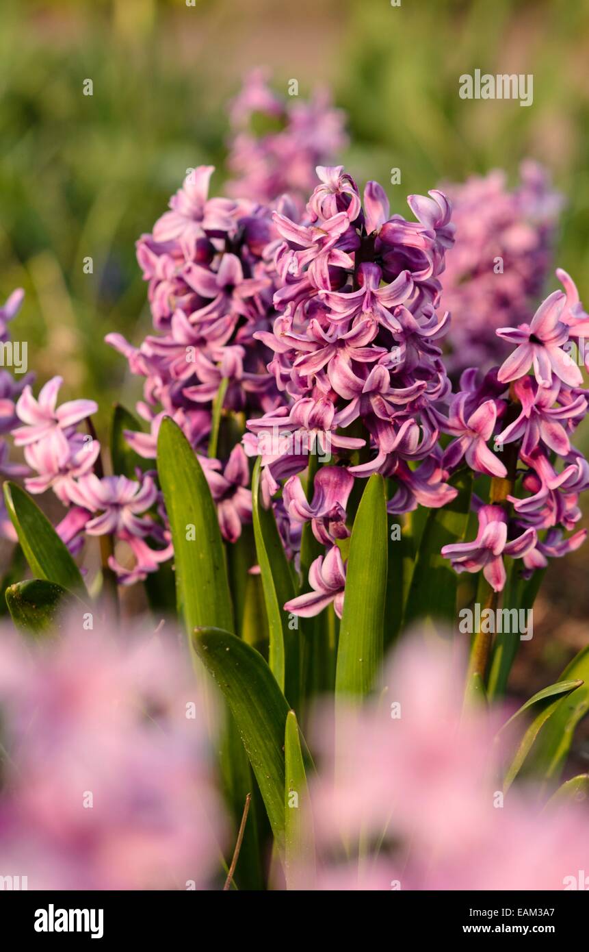 Common hyacinth (Hyacinthus orientalis 'Splendid Cornelia') Stock Photo