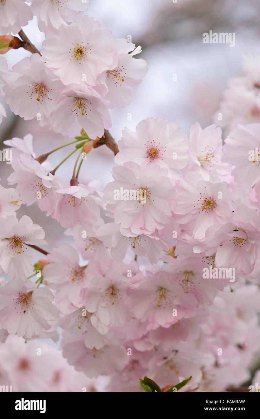Autumn cherry (Prunus subhirtella x sargentii 'Accolade') Stock Photo