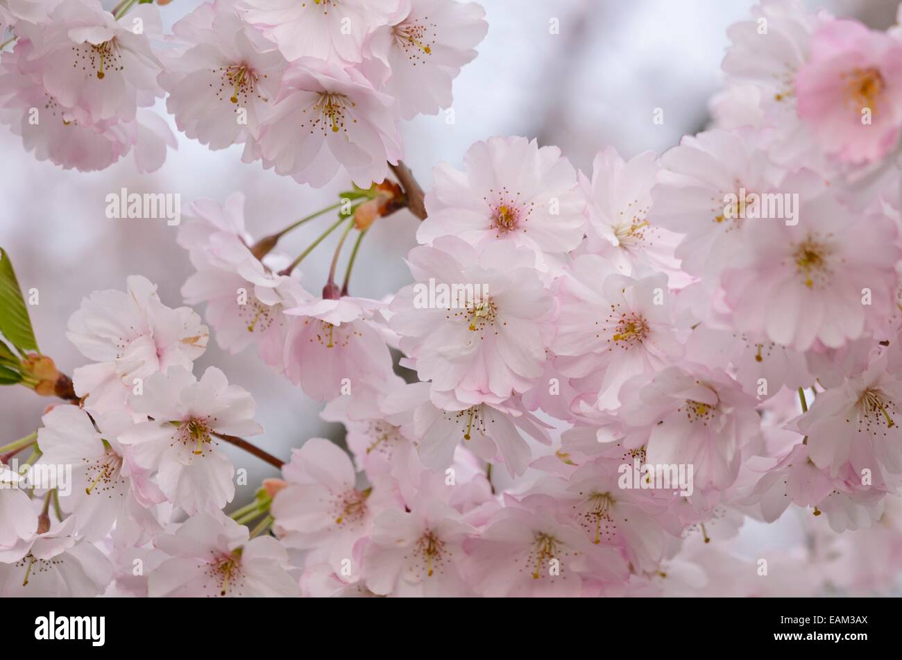 Autumn cherry (Prunus subhirtella x sargentii 'Accolade') Stock Photo