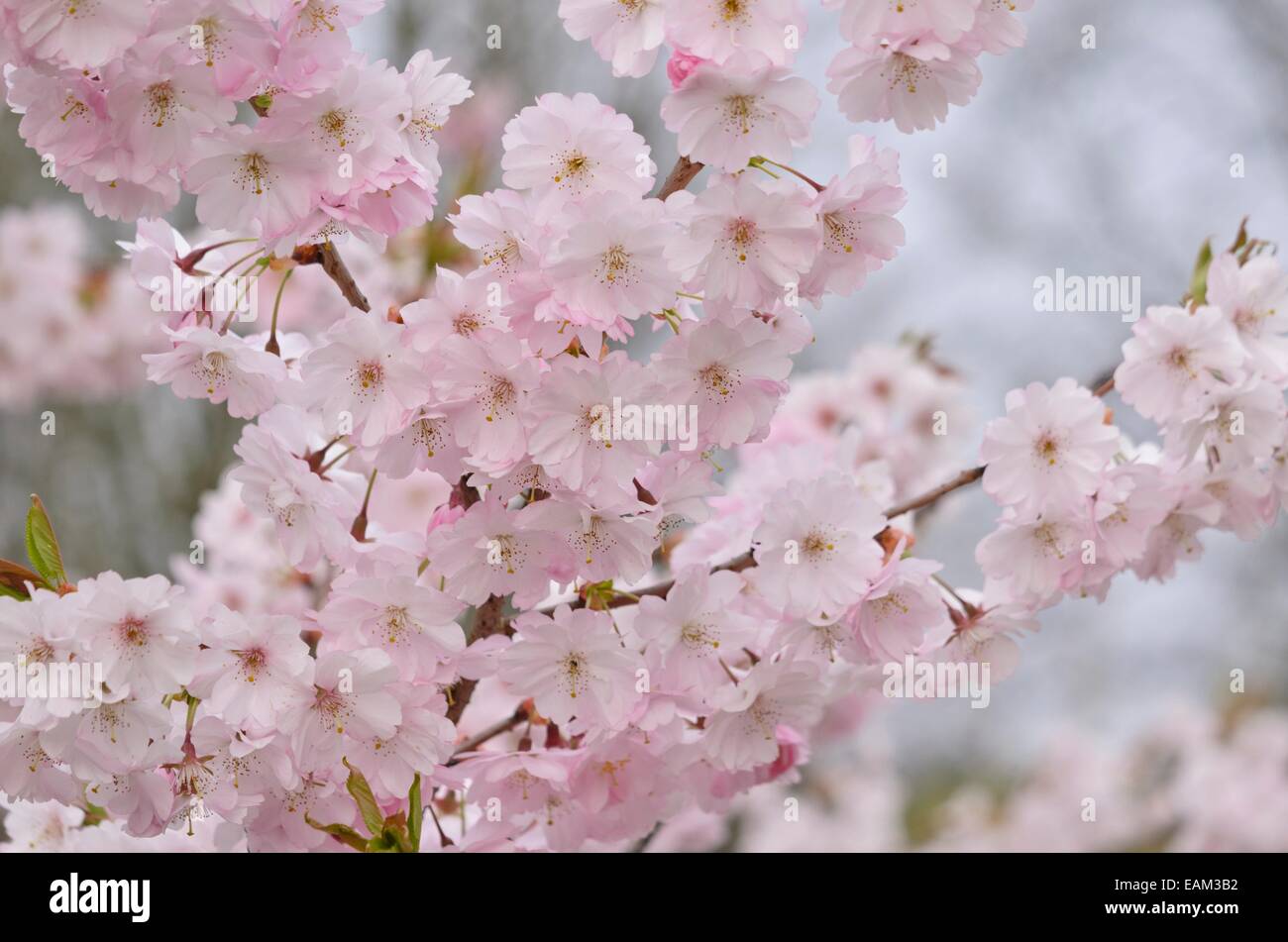 Autumn cherry (Prunus subhirtella x sargentii 'Accolade' Stock Photo ...