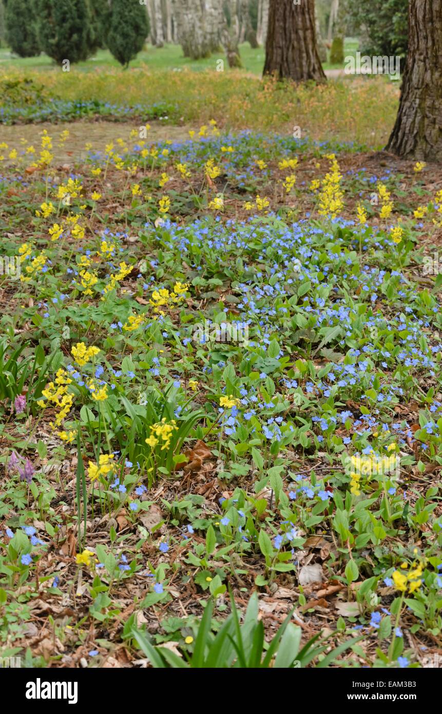Blue-eyed Mary (Omphalodes verna) and barrenwort (Epimedium x perralchicum 'Frohnleiten') Stock Photo