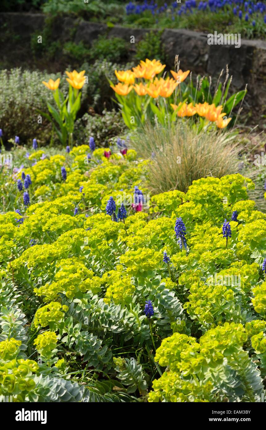 Blue spurge (Euphorbia myrsinites), grape hyacinths (Muscari) and tulips (Tulipa) Stock Photo
