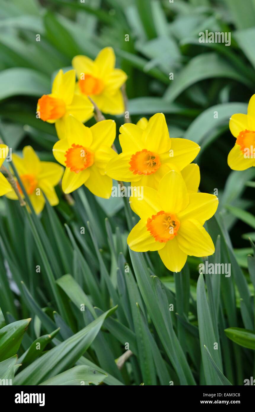 Daffodil (Narcissus Pinza) Stock Photo