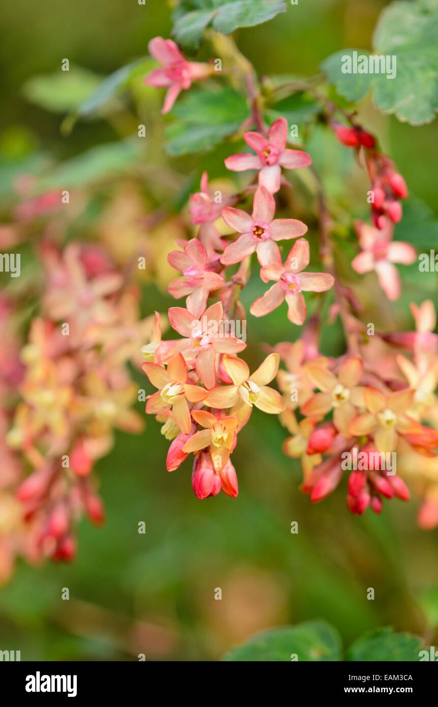 Currant (Ribes x gordonianum) Stock Photo