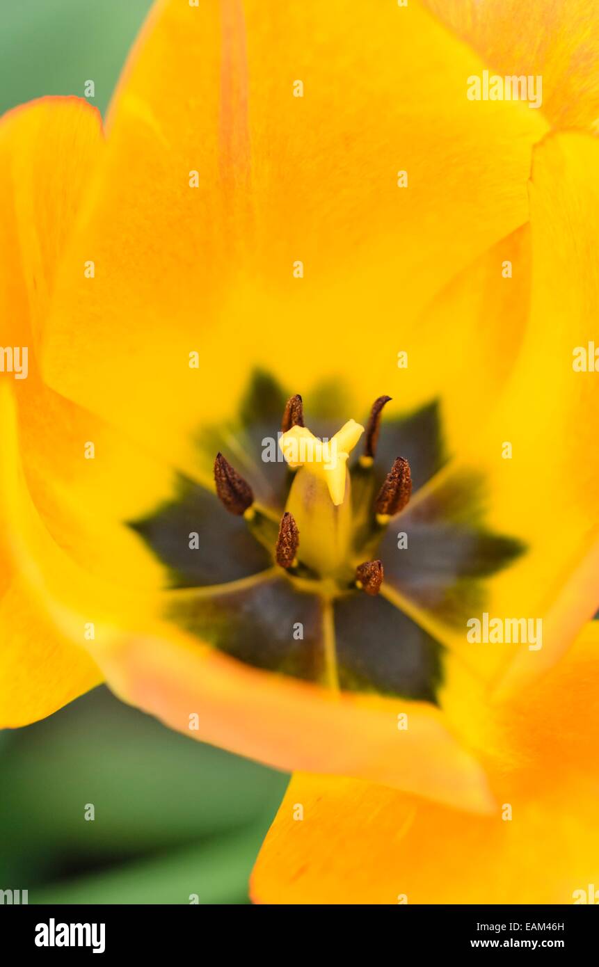 Darwin tulip (Tulipa Lefeber's Favourite) Stock Photo