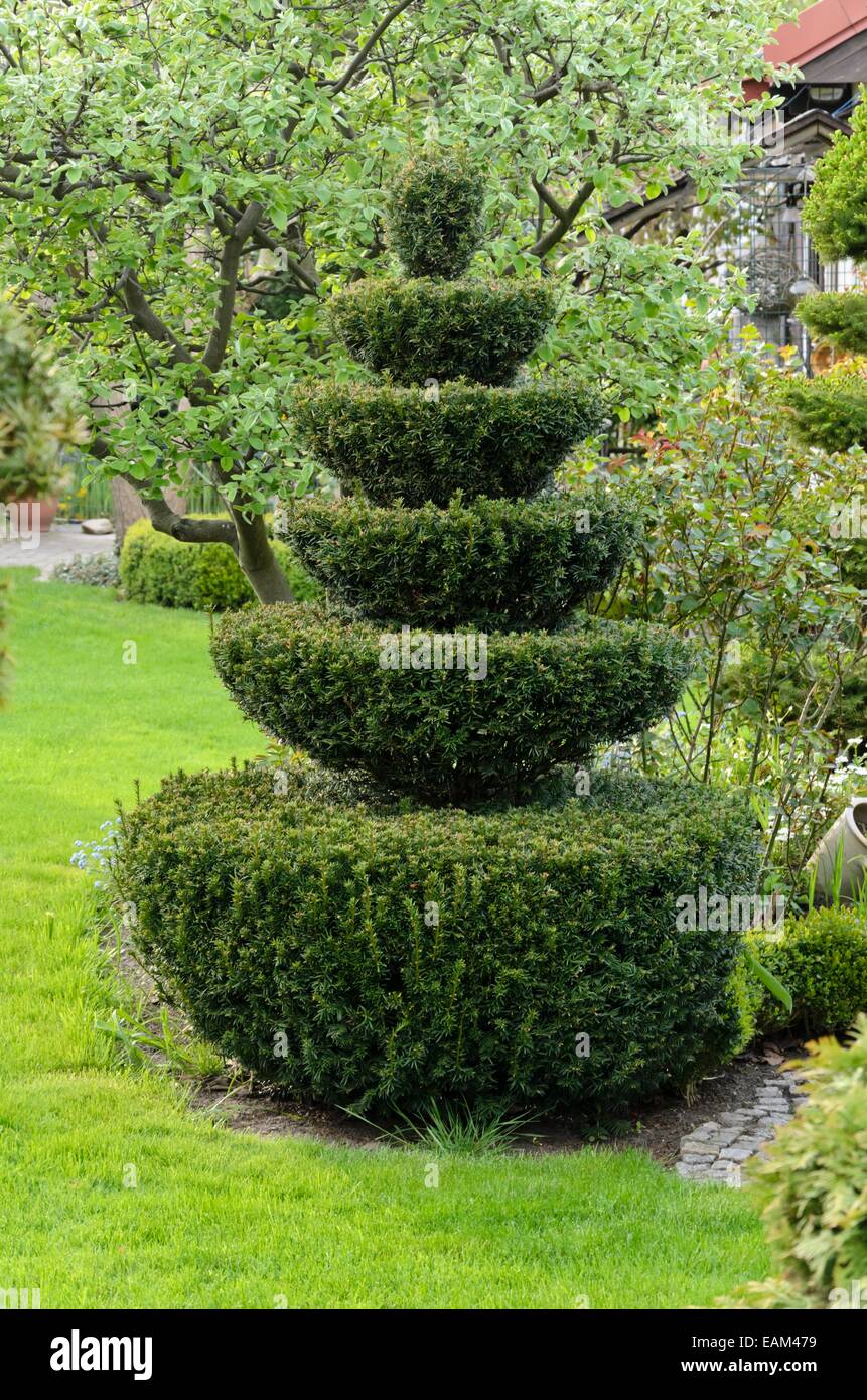 Common yew (Taxus baccata) with conical shape Stock Photo