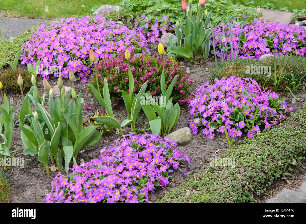 Comon primroses (Primula vulgaris syn. Primula acaulis) and tulips (Tulipa) Stock Photo