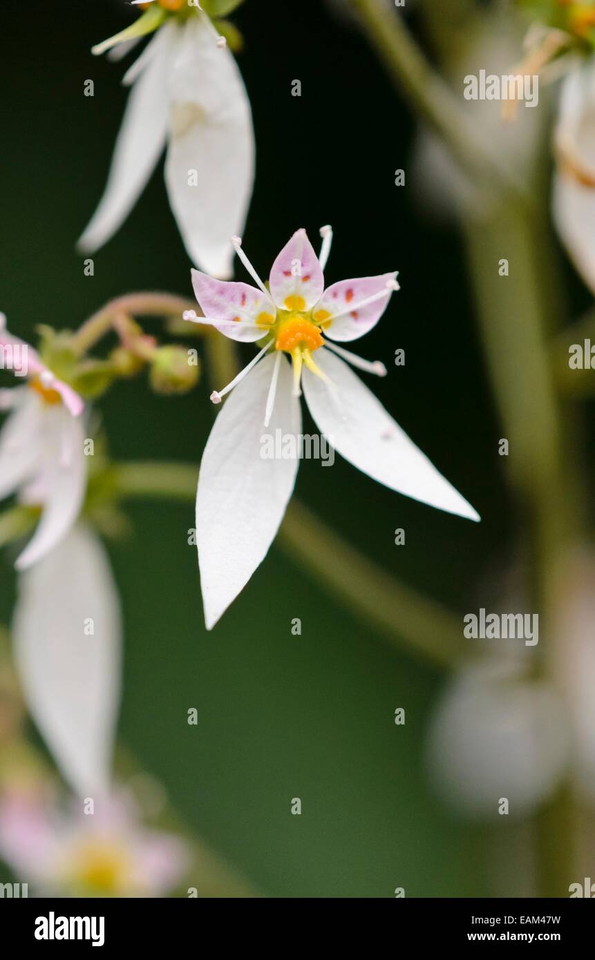 Creeping saxifrage (Saxifraga stolonifera) Stock Photo