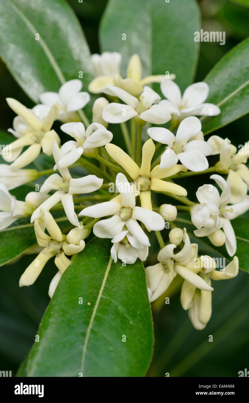 Norm S Nursery Sweet Smell Of Success