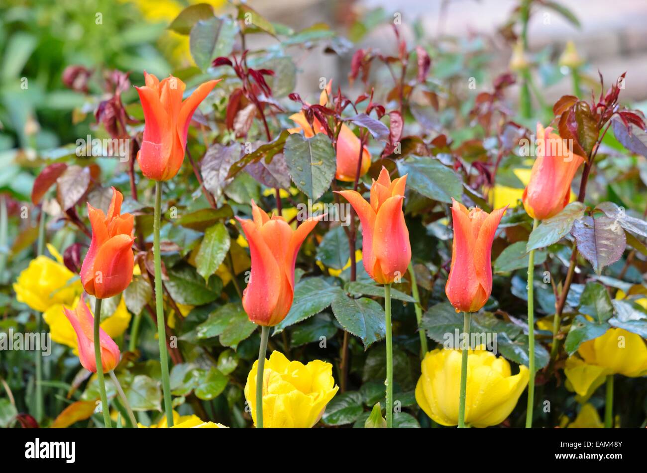 Tulips and shrubs hi-res stock photography and images - Alamy