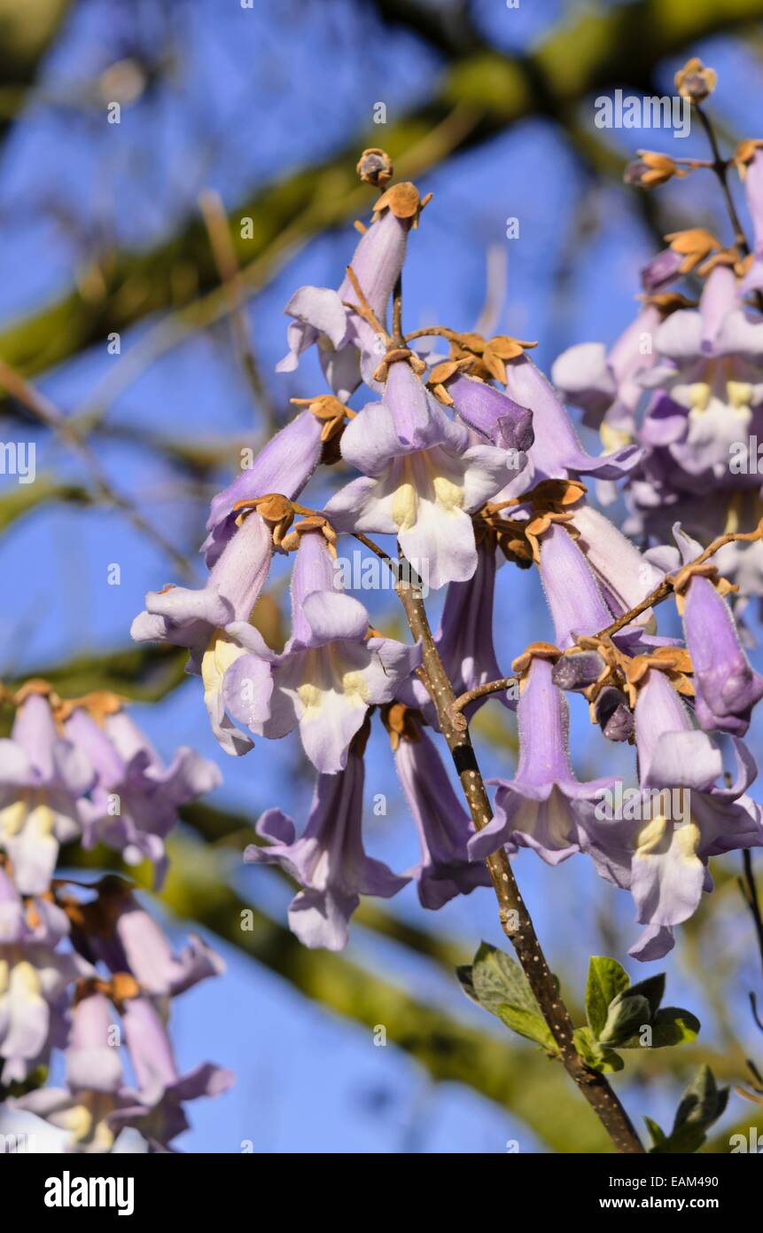 Foxglove tree (Paulownia tomentosa) Stock Photo