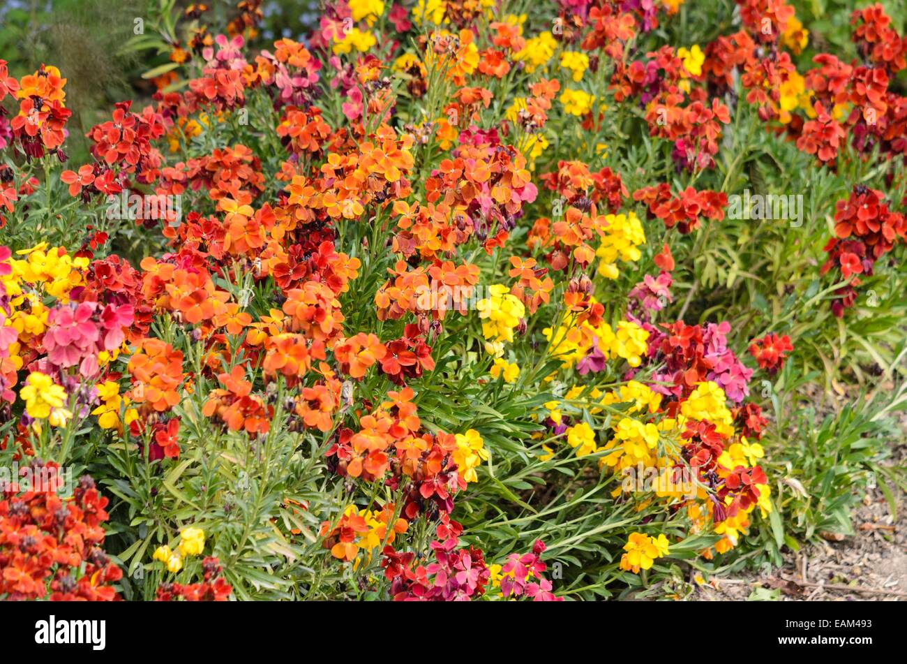 Aegean wallflower (Erysimum cheiri) Stock Photo