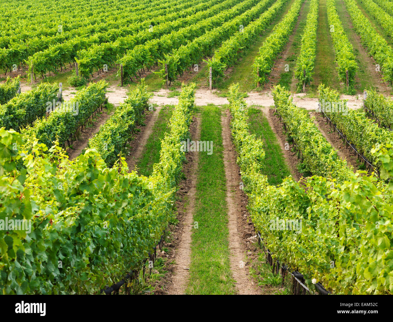 Canada,Ontario,Niagara-on-the-Lake, Ravine Winery vineyards Stock Photo