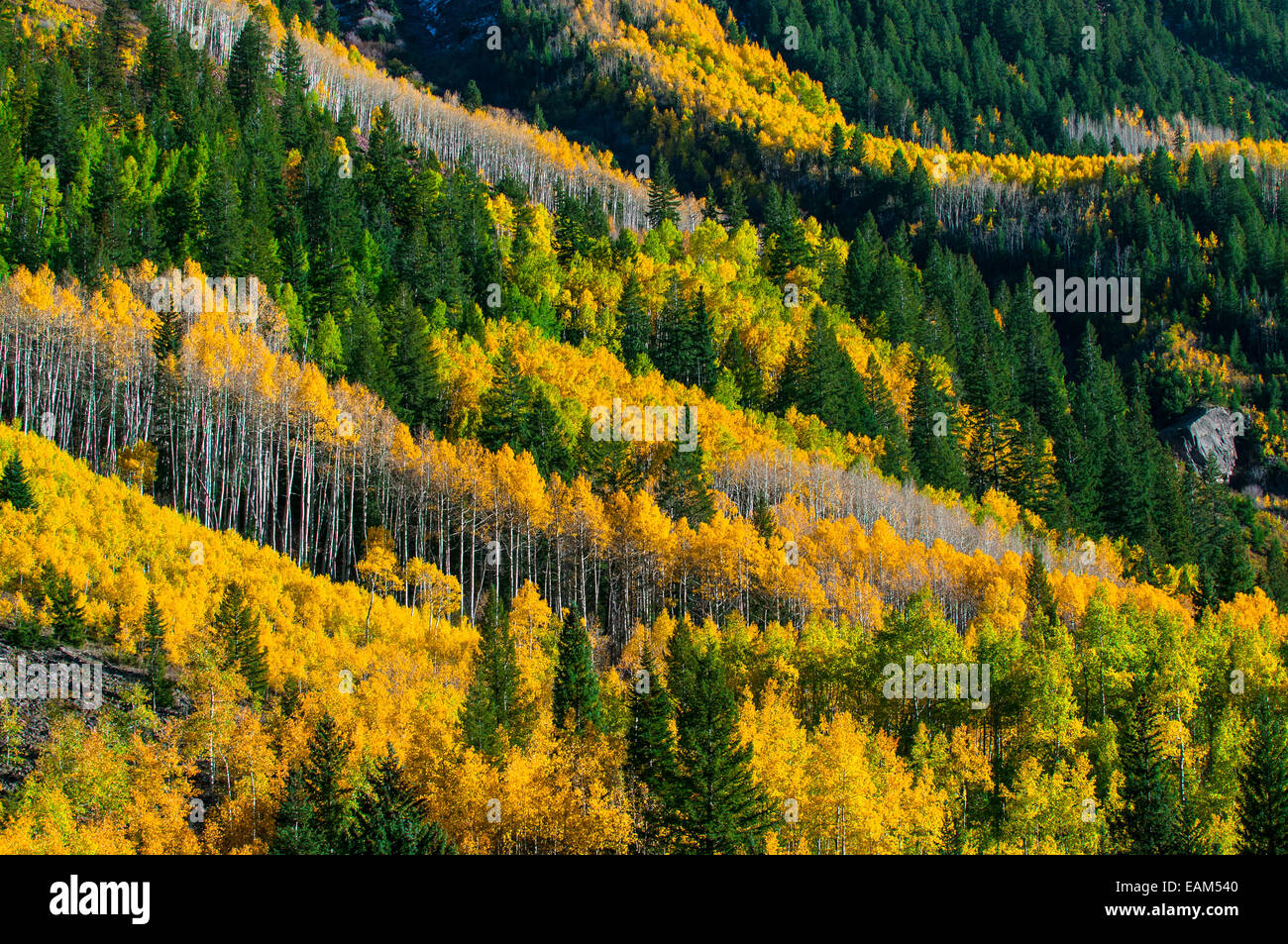 Autumn Background in the Colorado Rocky Mountains Stock Photo - Alamy