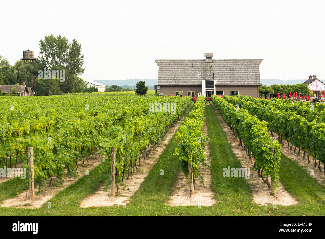 Canada, Ontario, Niagara-on-the-Lake, Inniskillin Winery, rows of grapevines in a vineyard with a winery building Stock Photo