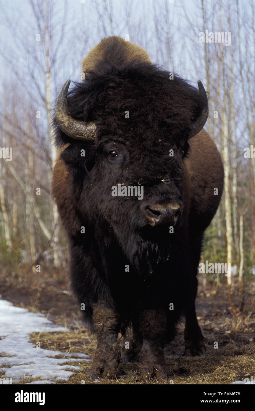 Portrait Of American Bison Delta Junction Spring Ak Stock Photo Alamy