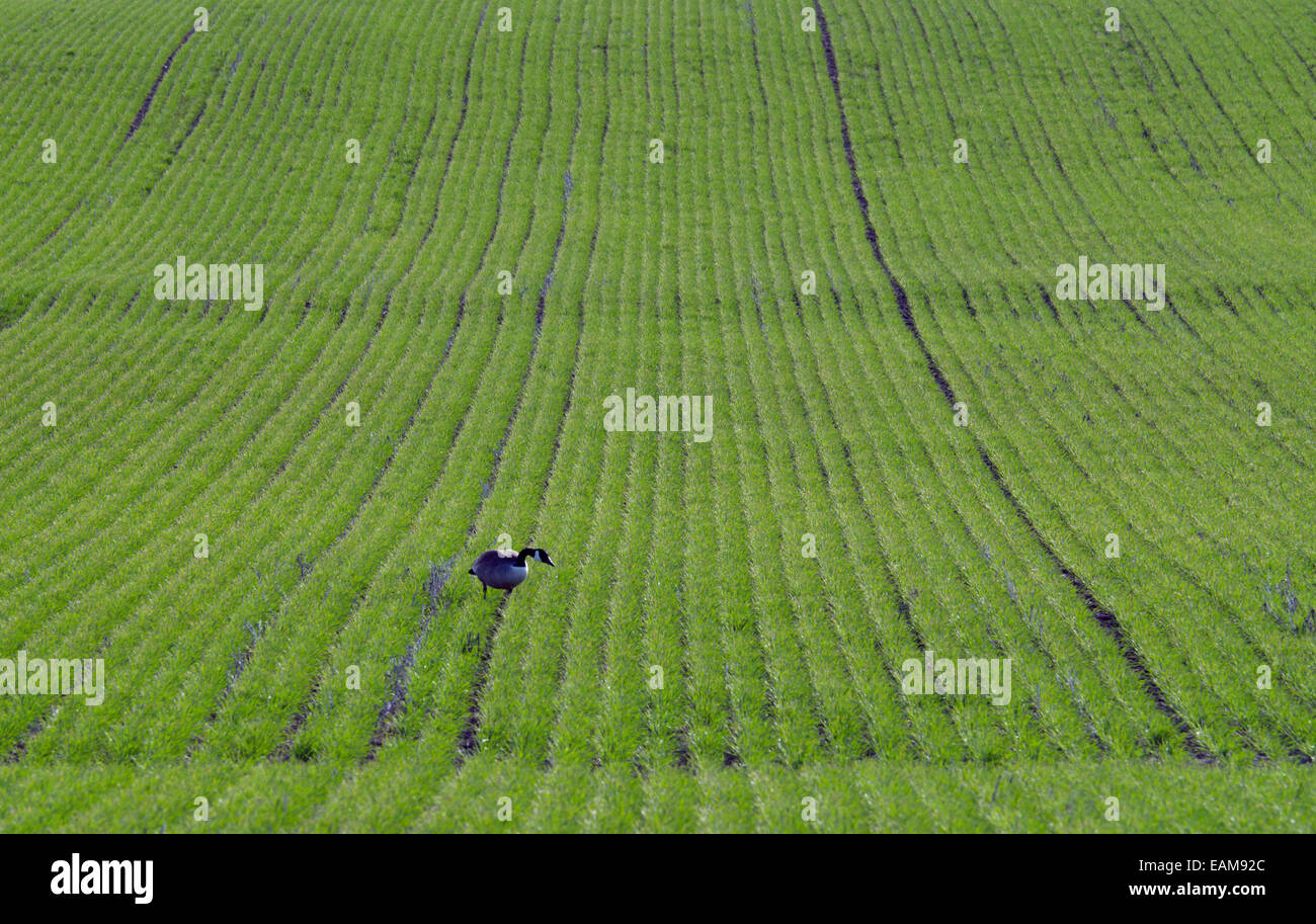 Canadian goose on green farm field Stock Photo