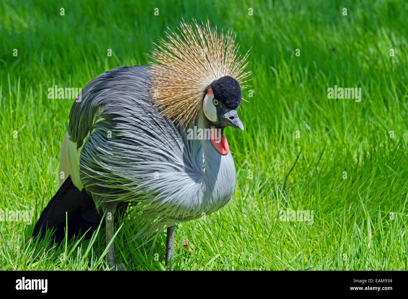 Crowned Crane on green blur background Stock Photo - Alamy