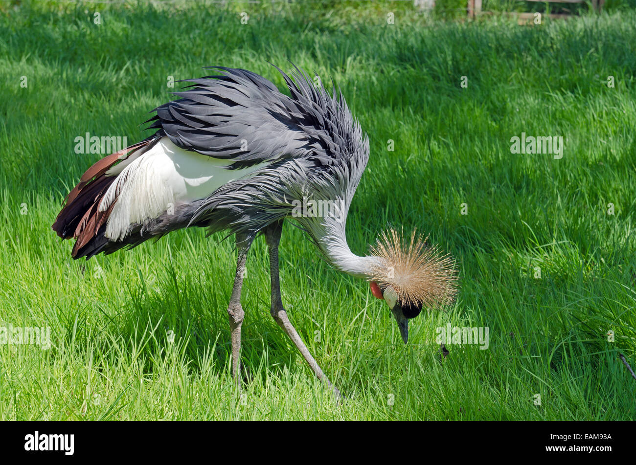 Crowned Crane on green blur background Stock Photo - Alamy