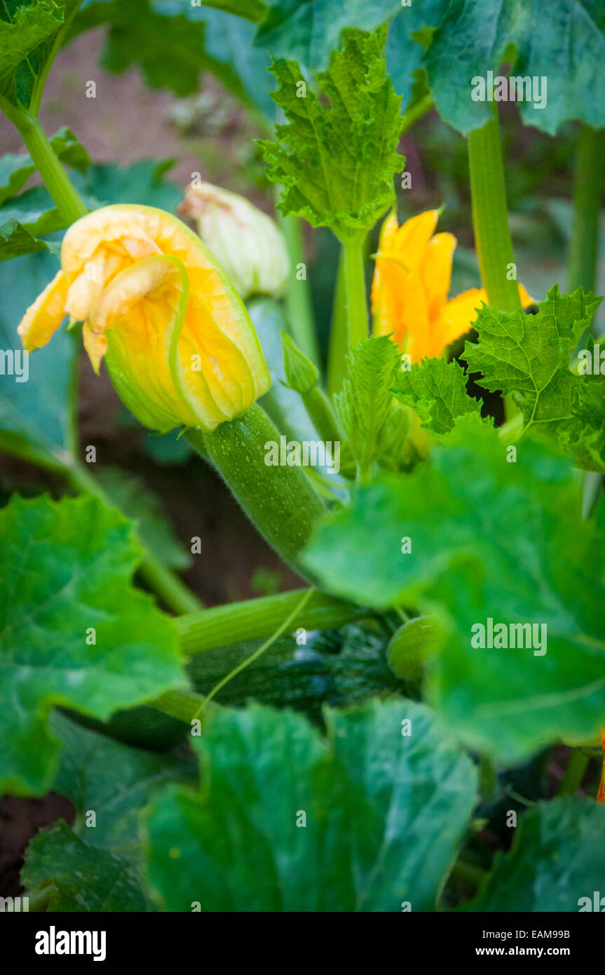 A Close Up View of a Zucchini Plant with Blossoms Stock Photo Alamy