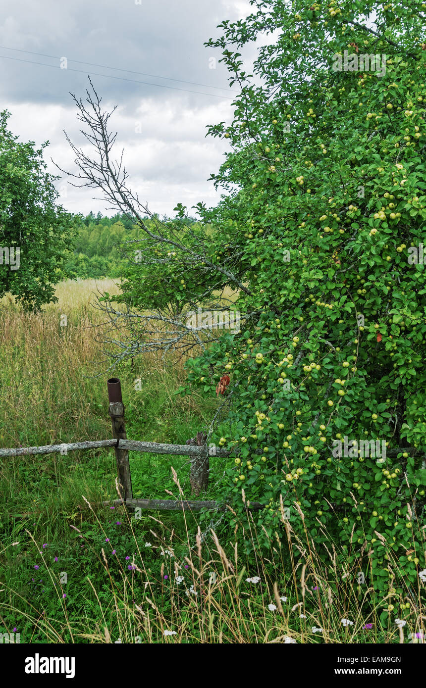 Village landscape with old fence and apple tree Stock Photo - Alamy