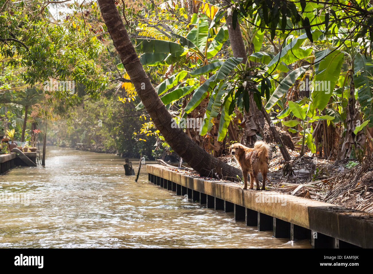 A lovable stray dog walking on the side of a water canal in the thai countryside Stock Photo