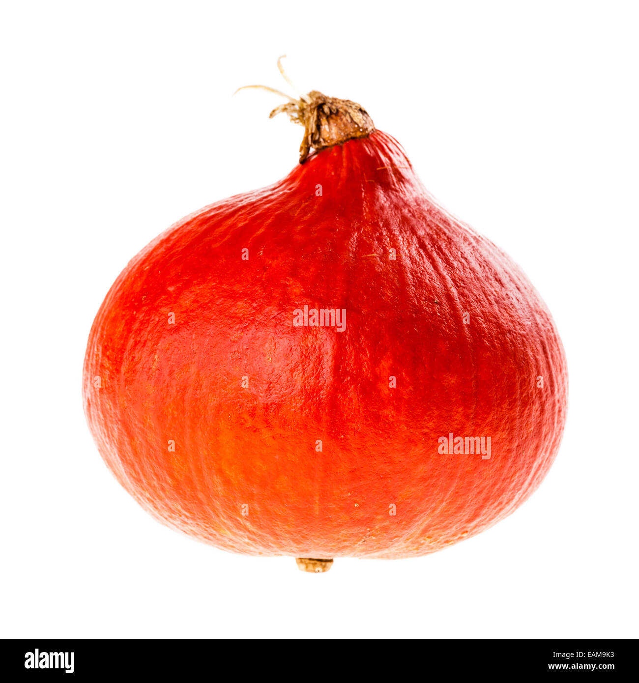 Red kuri squash, small pumpkin isolated over a white background Stock Photo