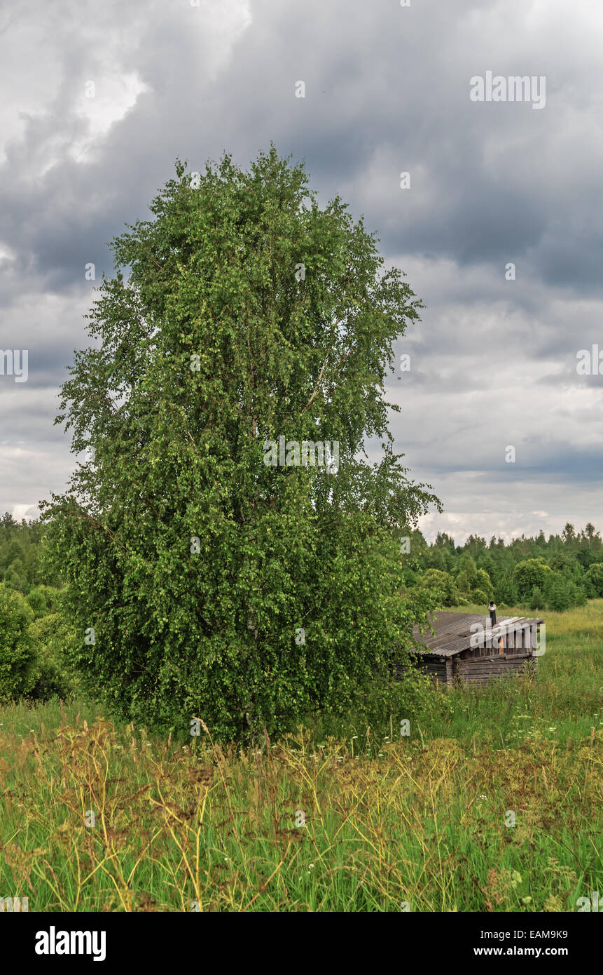 Rural landscape with birch and barn Stock Photo - Alamy