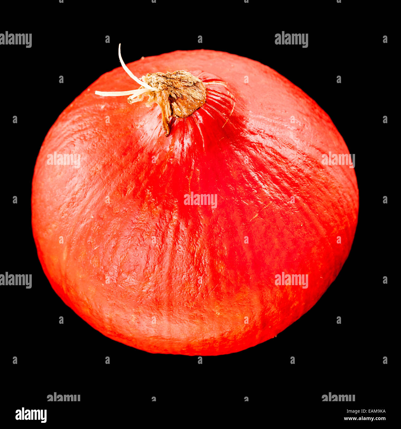 Red kuri squash, small pumpkin isolated over a black background Stock Photo