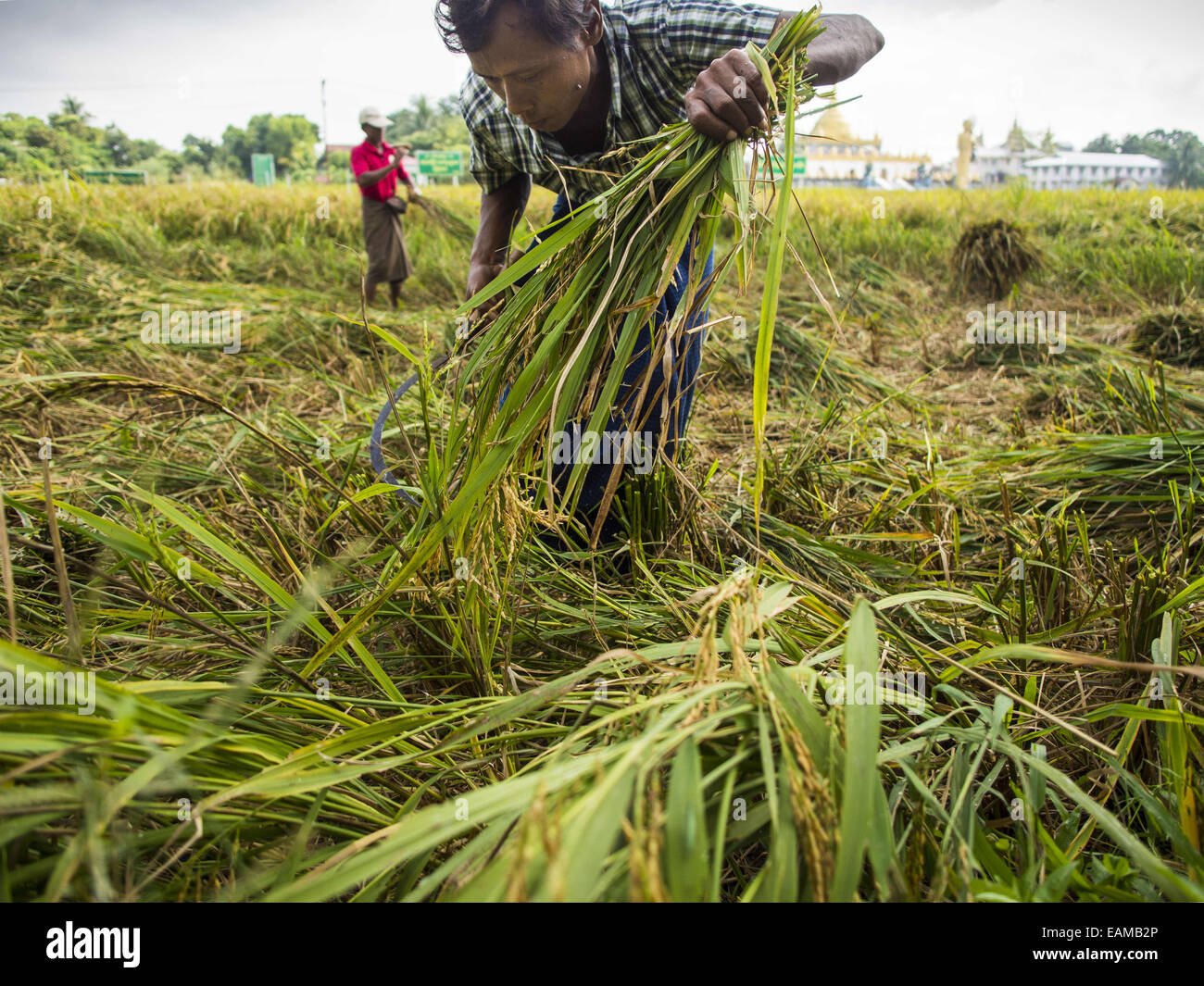 Myanmar Rice Paddy Sittwe rakhine myanmar 11th nov hi-res stock photography and images - Alamy
