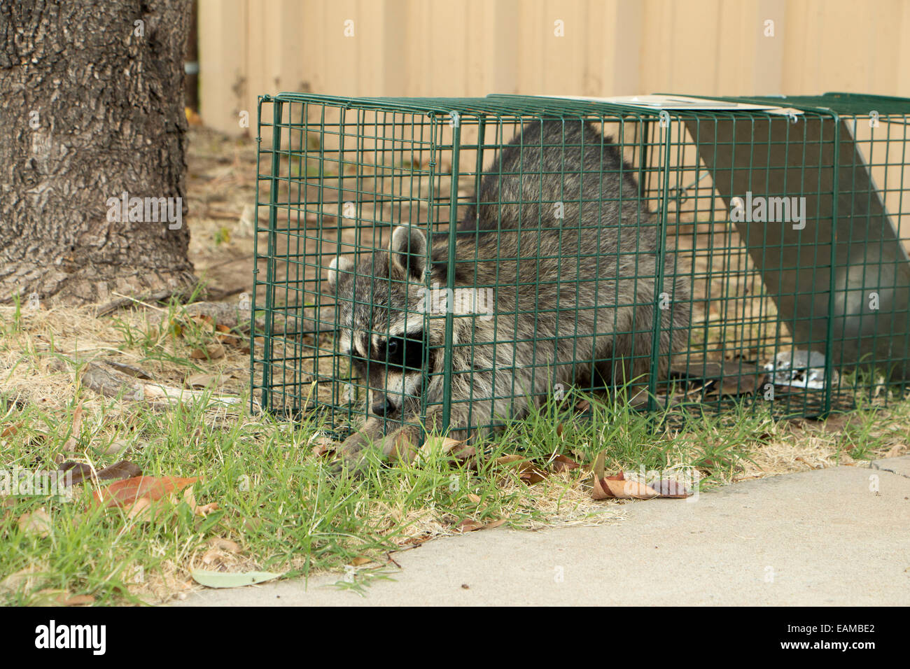 Raccoon caught in a urban area so it can be relocated Stock Photo Alamy