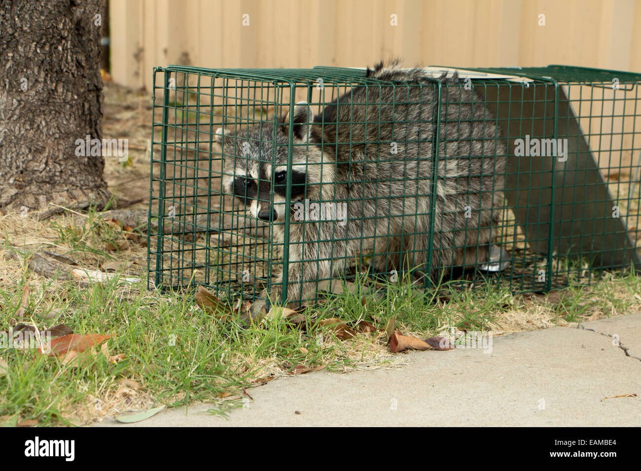 Raccoon caught in a urban area so it can be relocated Stock Photo Alamy
