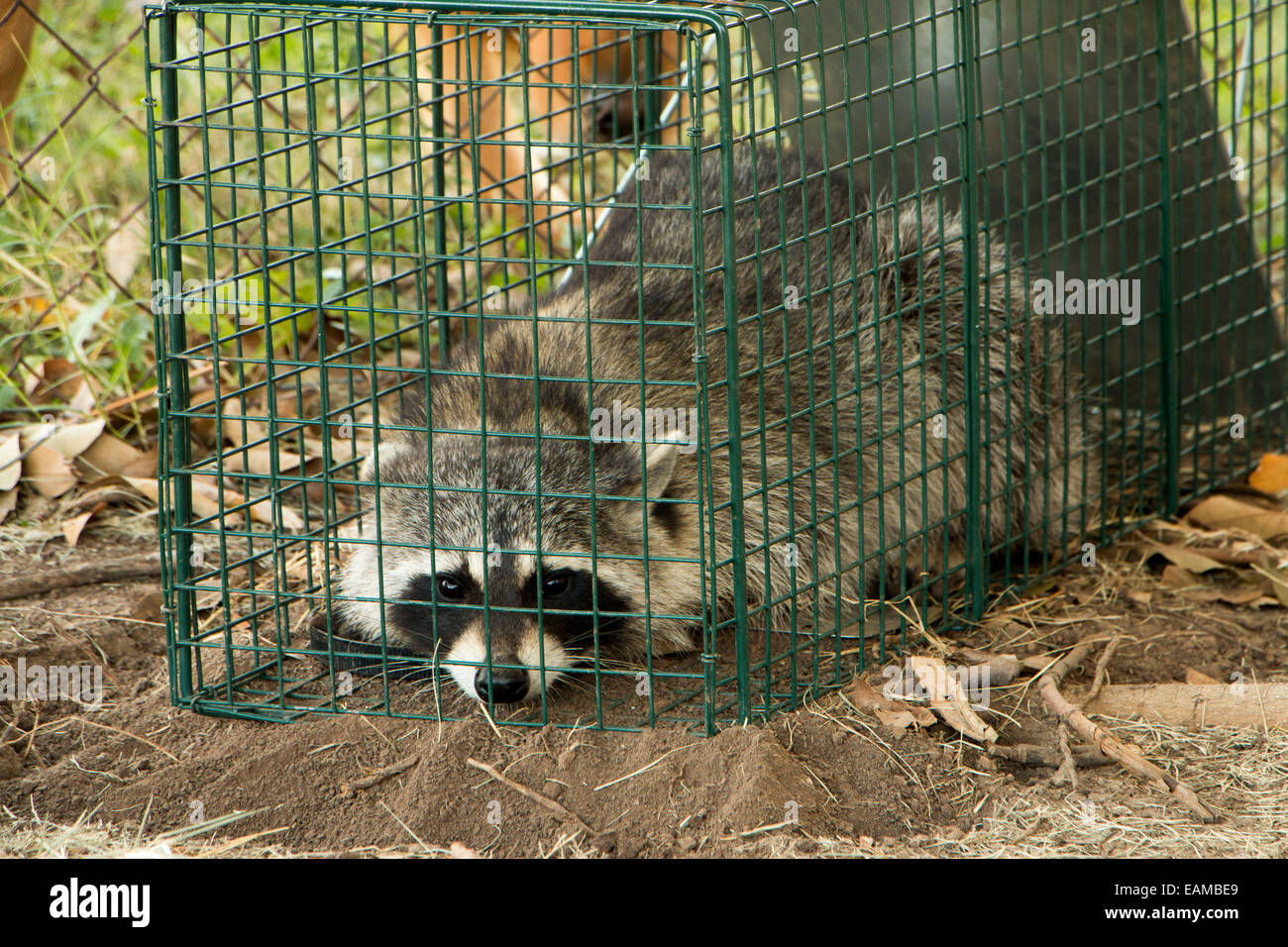 Raccoon caught in a urban area so it can be relocated Stock Photo Alamy