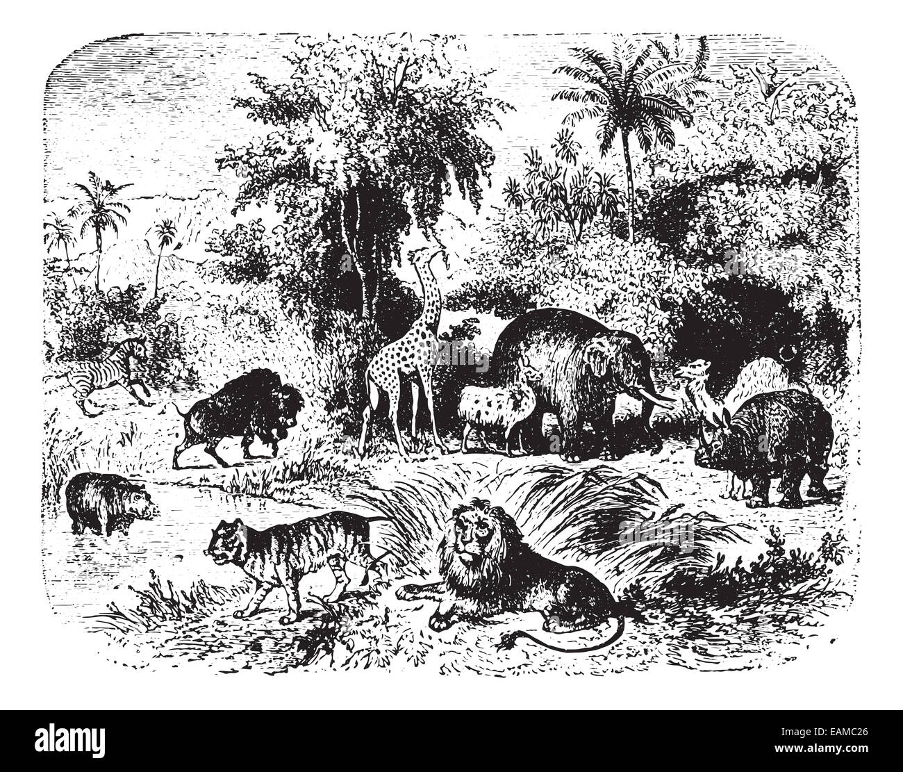 Group of animals in forest, vintage engraved illustration. Animaux Sauvages et Domestiques - For kids - 1892. Stock Photo