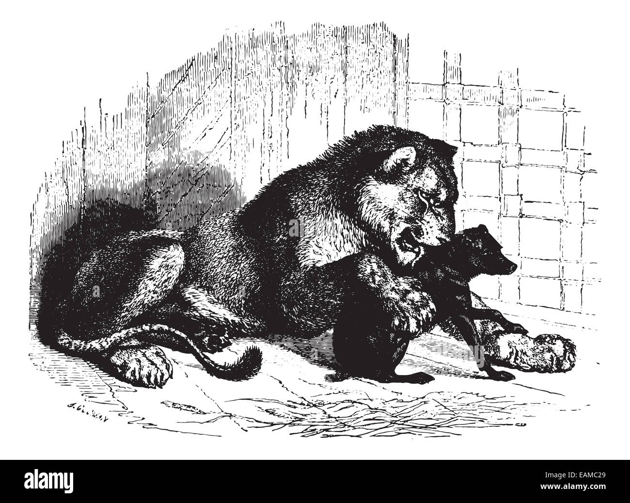 Lioness with cub, vintage engraved illustration. Animaux Sauvages et Domestiques - For kids - 1892. Stock Photo