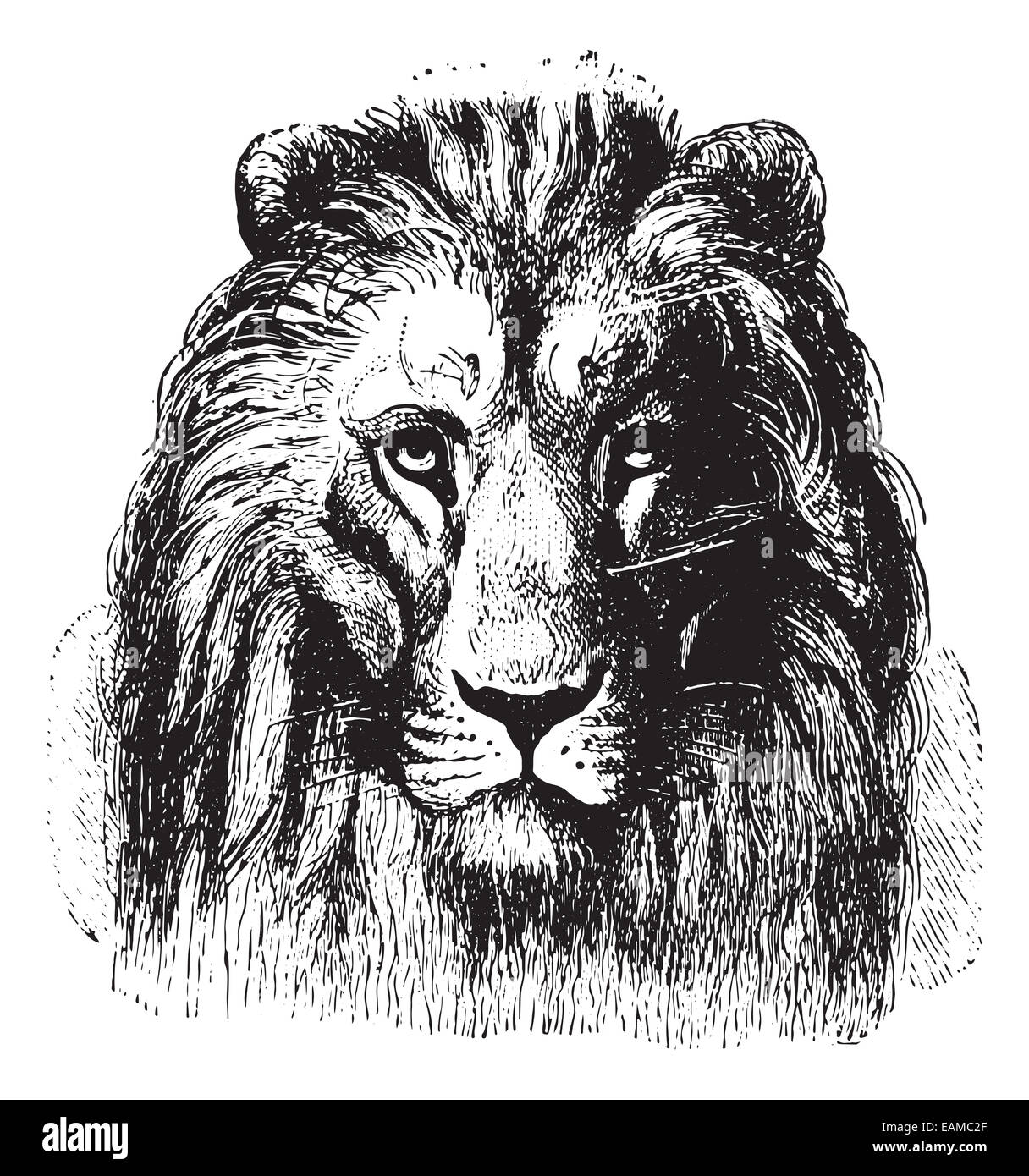 Close up of a Lion's face, vintage engraved illustration. Animaux Sauvages et Domestiques - For kids - 1892. Stock Photo