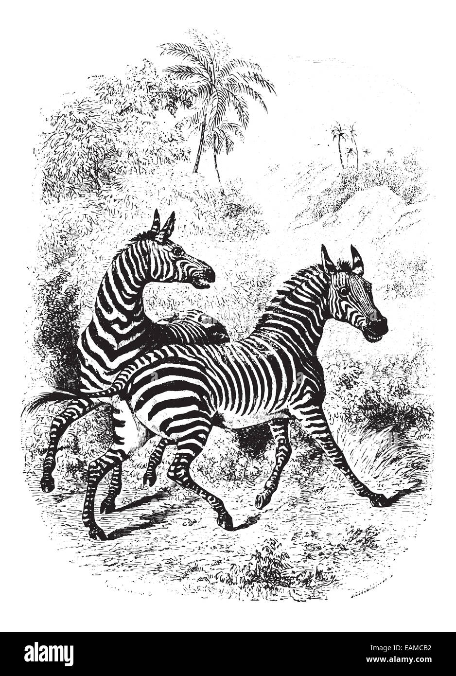 Two Zebras running in forest, vintage engraved illustration. Animaux Sauvages et Domestiques - For kids - 1892. Stock Photo