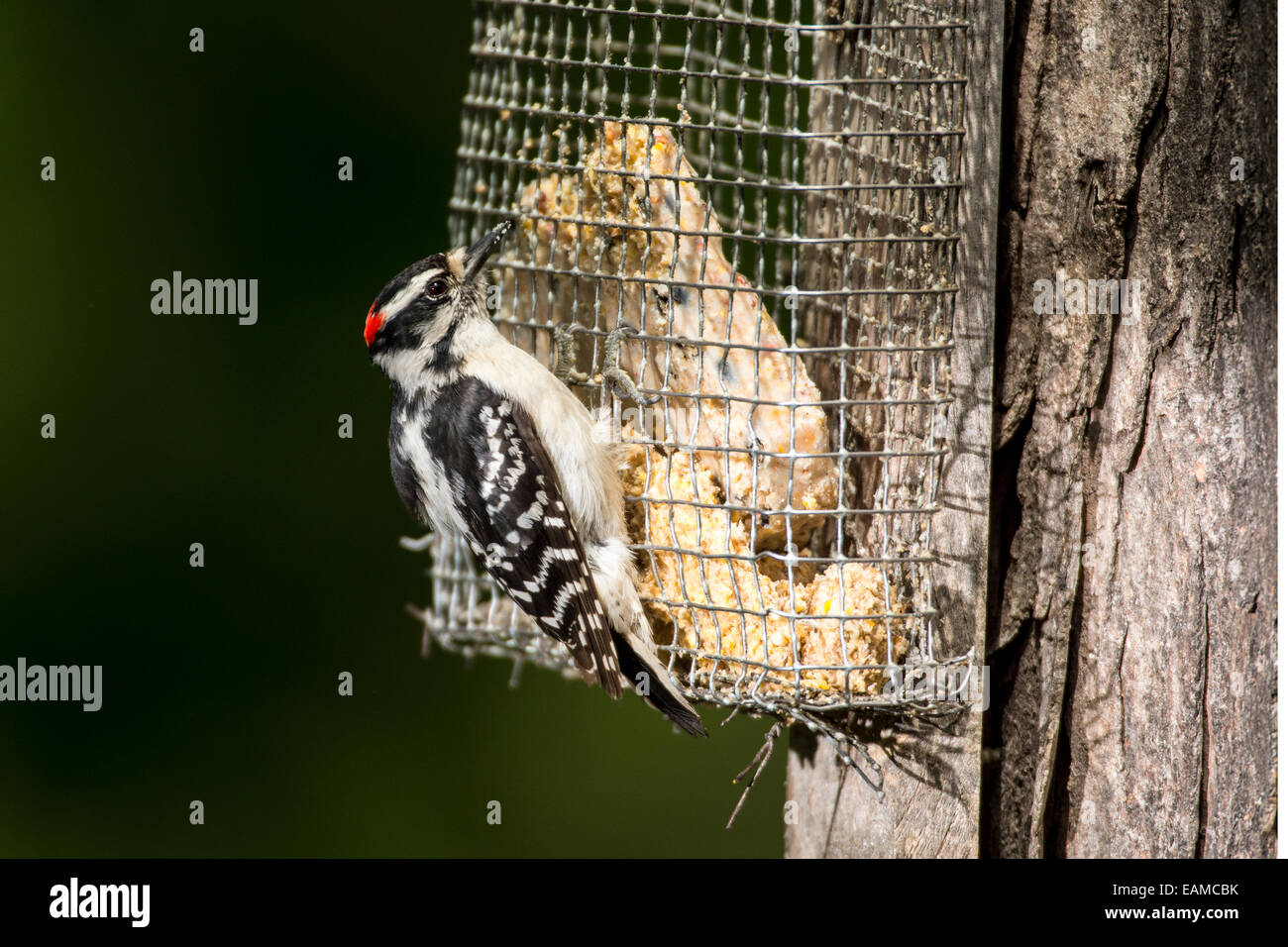 Male Downy Woodpecker on tree mounted suet feeder Stock Photo Alamy