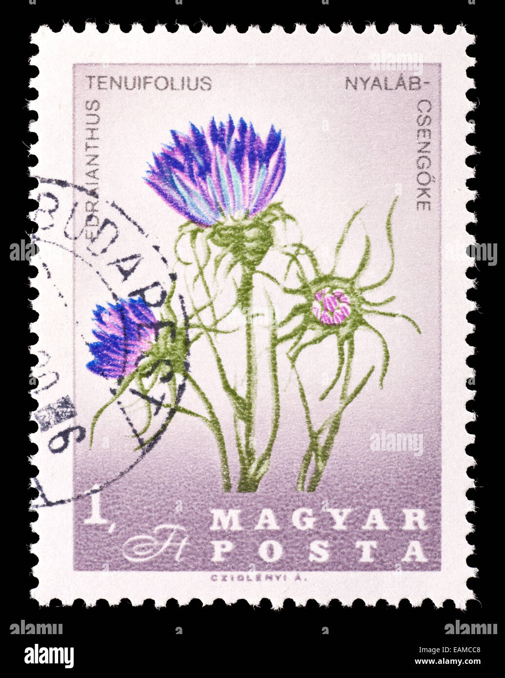 Postage stamp from Hungary depicting (Edraianthus tenuifolius) Stock Photo