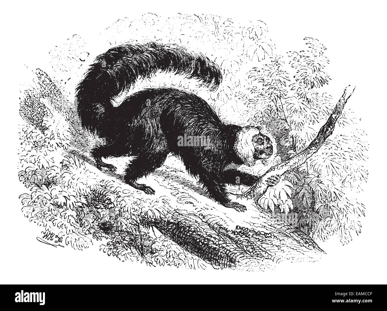 Guenon in forest, vintage engraved illustration. Animaux Sauvages et Domestiques - For kids - 1892. Stock Photo