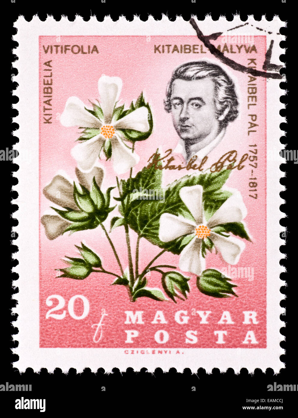 Postage stamp from Hungary depicting a Cedar Cup or Chalice Flower ...