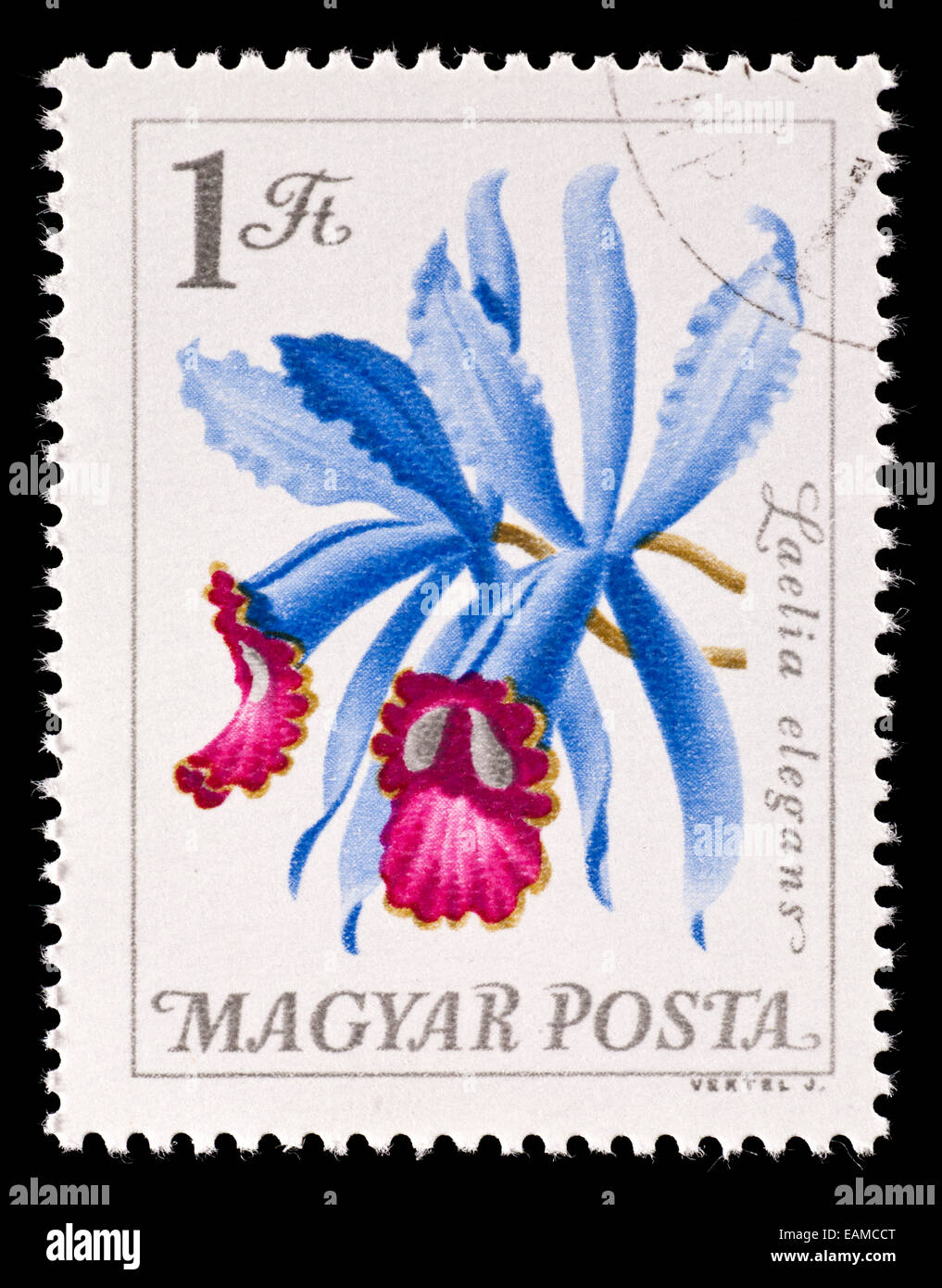 Postage stamp from Hungary depicting a  Laelia  orchid (Laelia elegans) Stock Photo