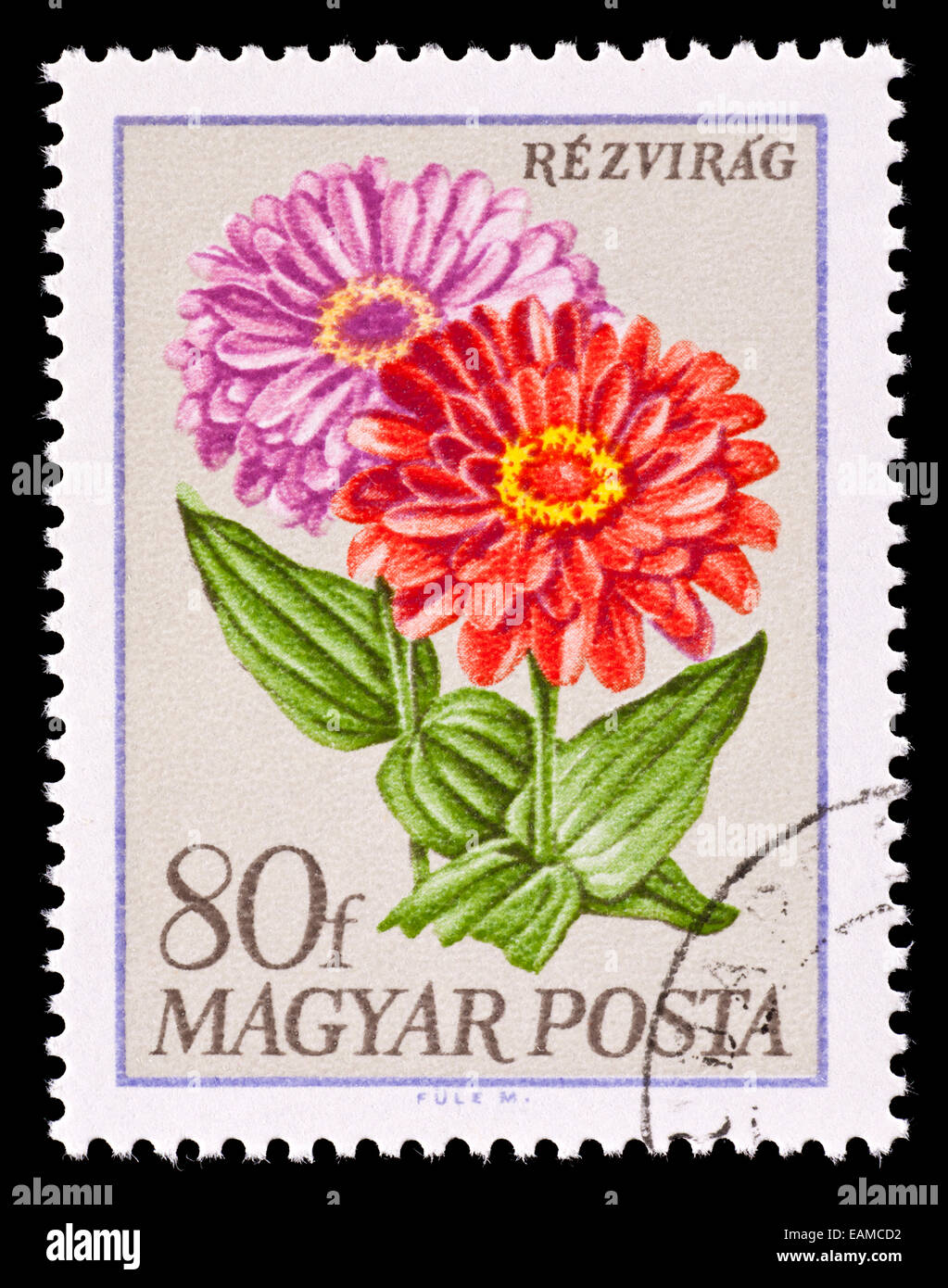 Postage stamp from Hungary depicting zinnias Stock Photo - Alamy