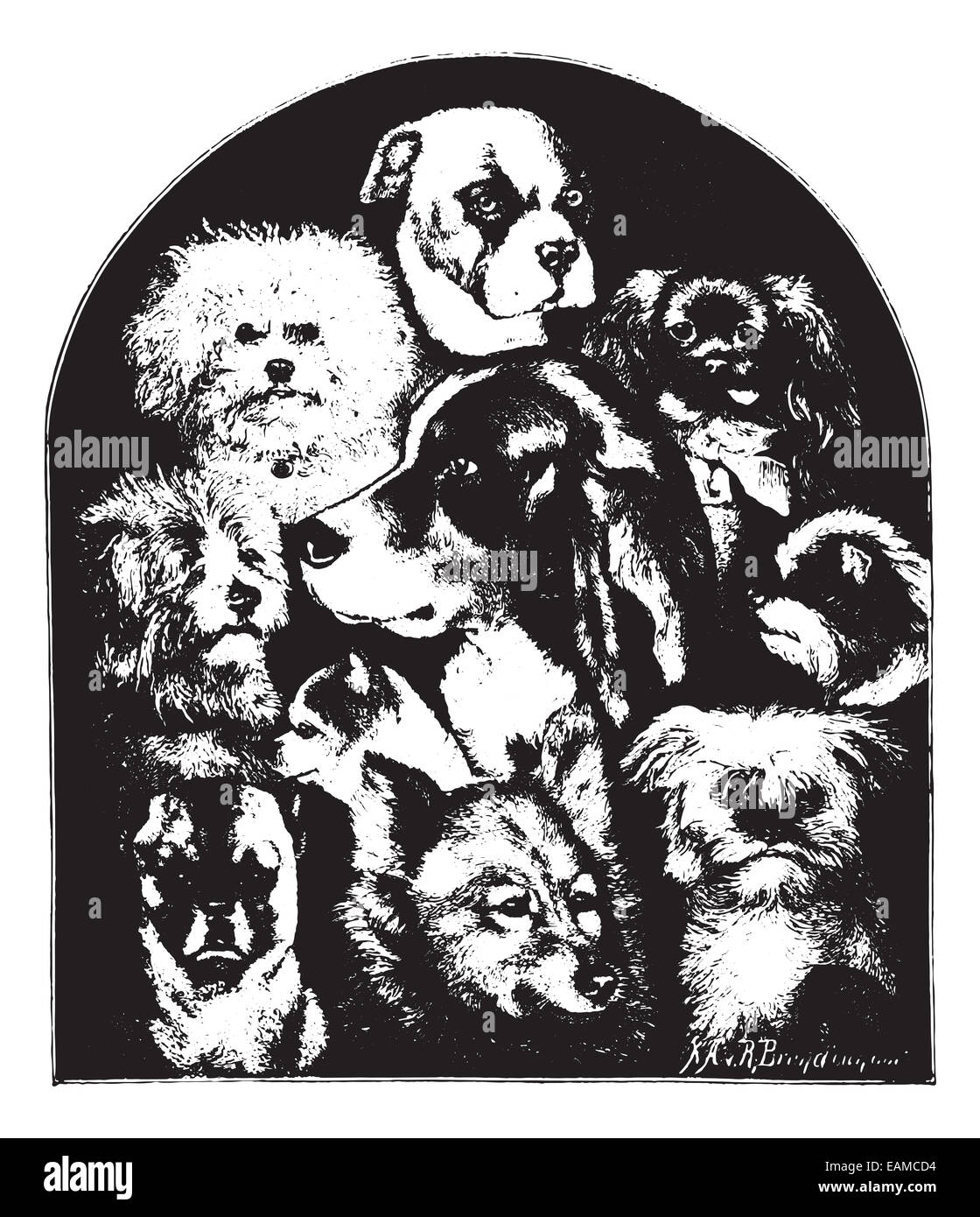 Dogs of various breeds, vintage engraved illustration. Animaux Sauvages et Domestiques - For kids - 1892. Stock Photo